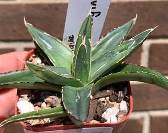 0237 Agave victoria-reginae - 2" pot