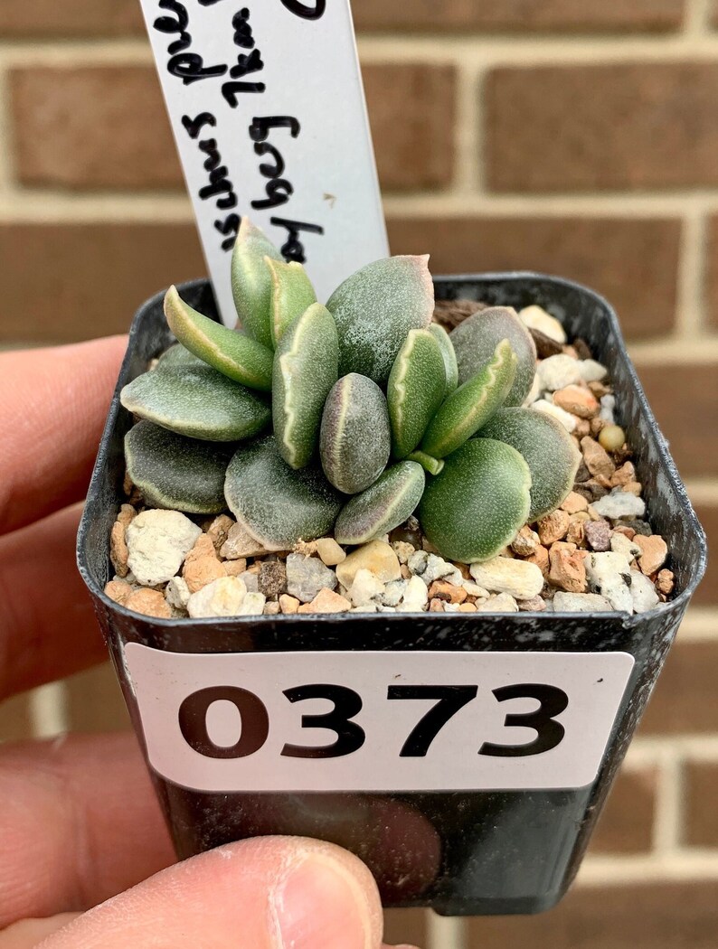 0373 Adromischus pienaarii Soverbyberg 7km ENE Keimos Clone 2, succulent 2 pot image 1