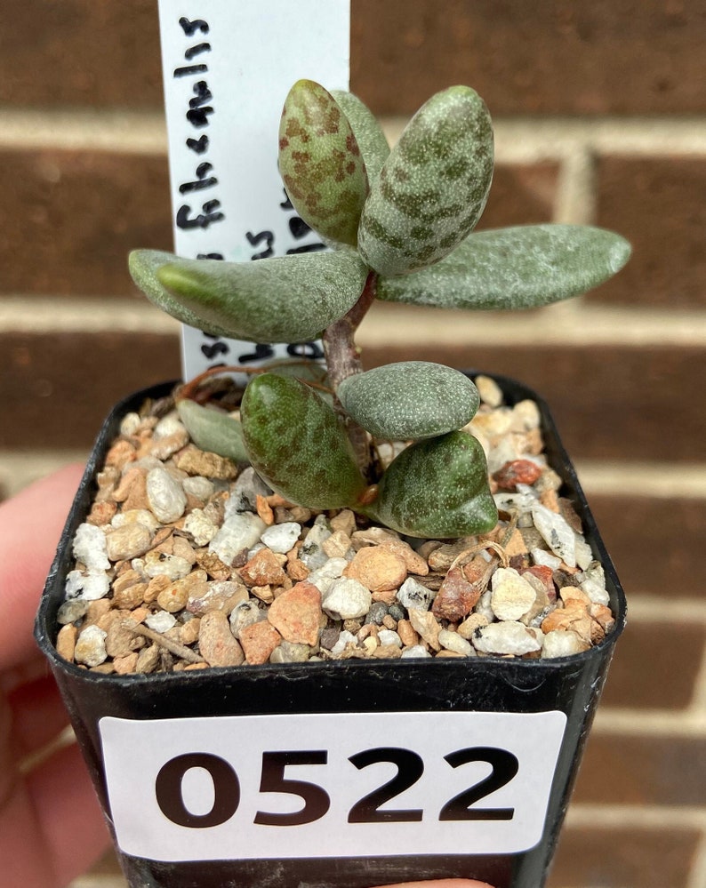 0522 Adromischus filicaulis, SW of Khubus, PVB 9880, succulent 2 pot image 1