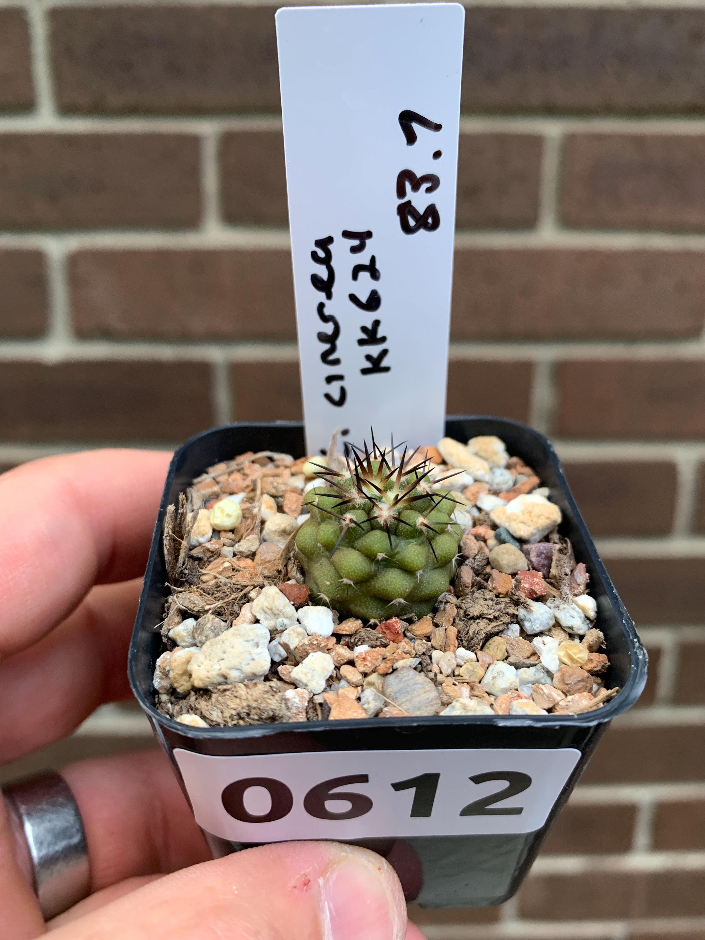 Copiapoa cinerea #83.685 - Mesa Garden