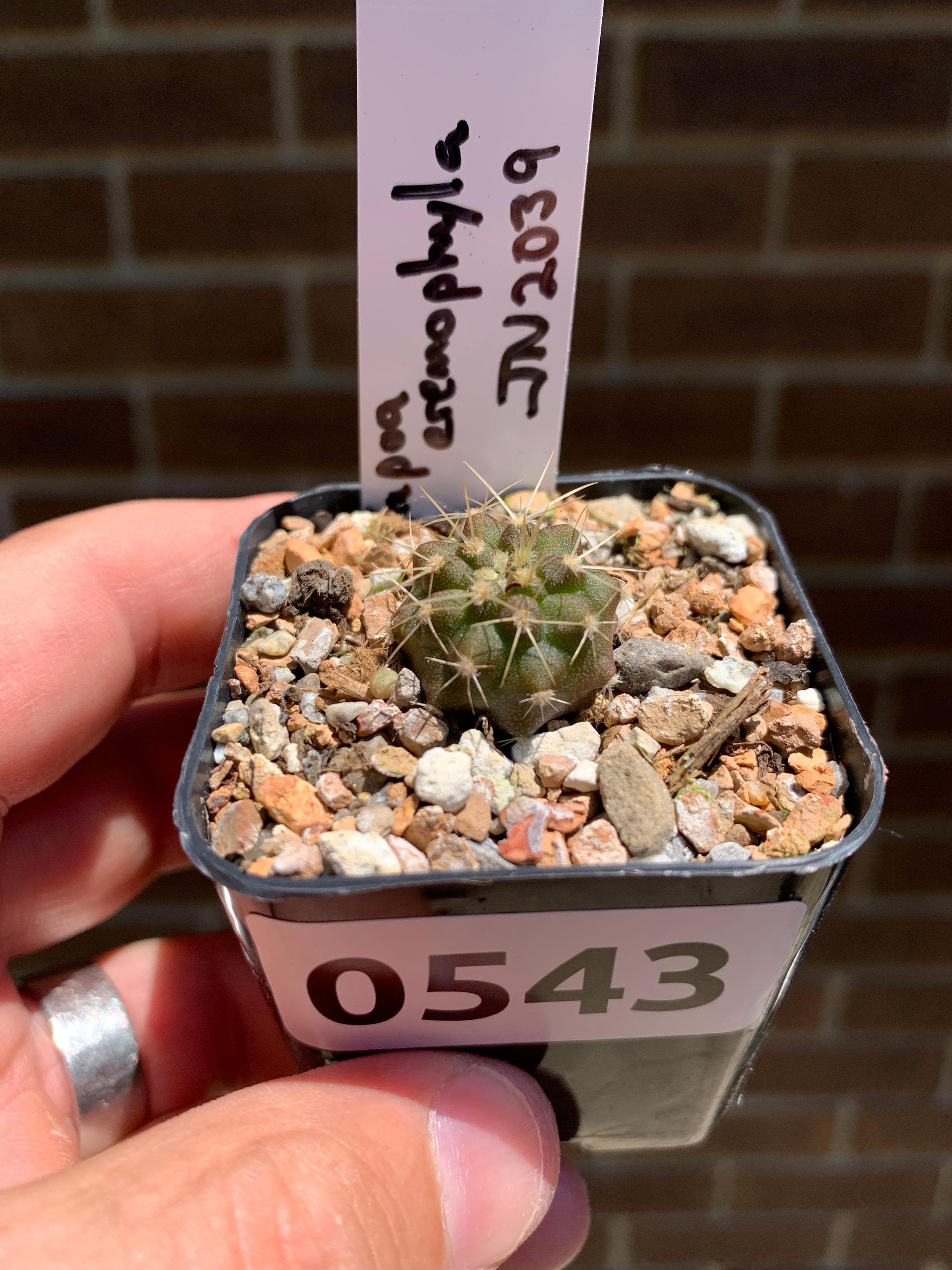 0543 Copiapoa eremopyhyla, El Medano, Atacama, JN 2039 - 2" pot