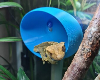 Adult Gecko Hide - Suction Cup