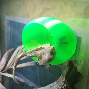 Juvenile Gecko Hide - Suction Cup