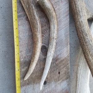 May include: Two curved deer antlers, one measuring approximately 12 inches long, rest on a weathered wooden plank. The antlers display a natural, light brown color with variations in texture and tone. A yellow measuring tape is placed alongside one antler.