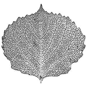 Aspen Leaf - SVG PNG EPS Jpg dxf Files, Cut Files For Cricut, Silhouette, Laser Etching