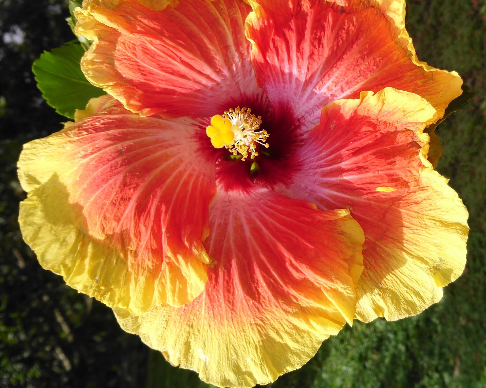Personalized Giant Hibiscus Digital Photo or Digital Wall Etsy