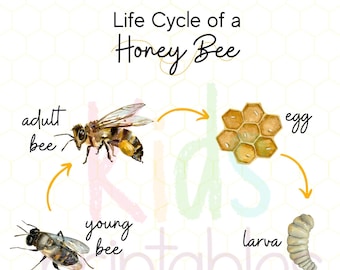 Ciclo de vida de las abejas melíferas - Imágenes en acuarela