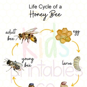 Honey Bee Life Cycle - Watercolour Images
