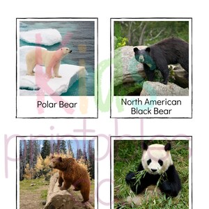 Cartões fotográficos de identificação de espécies de ursos