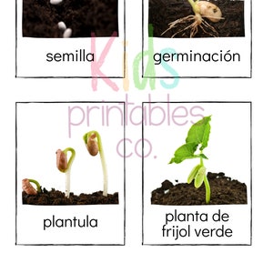 ESPAÑOL Ciclo de vida de las judías verdes - Tarjetas de identificación Safari LTD