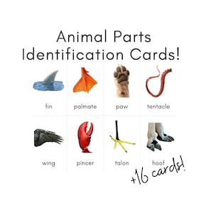Animal Parts Identification Cards
