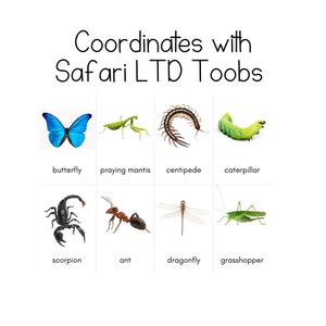 昆虫トゥーブ - Safari LTD 識別カード