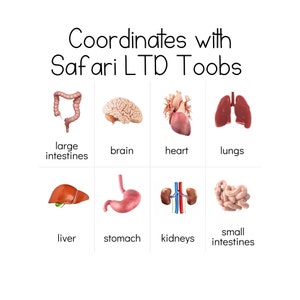 Human Organs Toob - Safari LTD Identifikationskarten