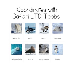 Arctic Toob - Safari LTD-identificatiekaarten