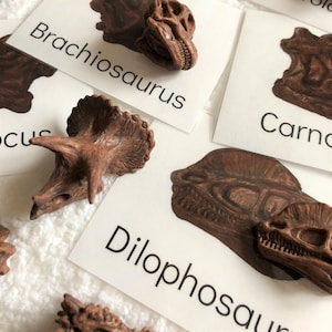 Teschi di dinosauro - Carte di identificazione Toob Safari LTD