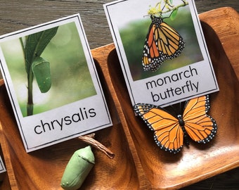 Monarch Butterfly Life Cycle - Safari LTD Identification Cards