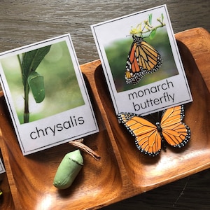 Lebenszyklus Schmetterling - Safari LTD Ausweise