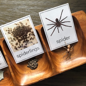 Spider Life Cycle - Safari LTD-identificatiekaarten
