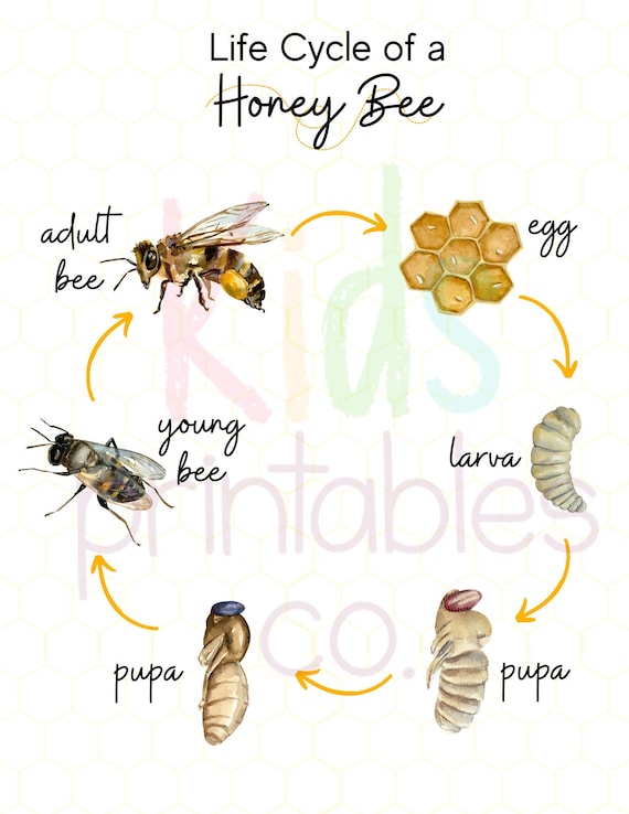 Honey Bee Life Cycle Watercolour Images | Etsy