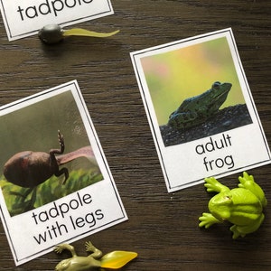 Ciclo de vida de la rana - Tarjetas de identificación Safari LTD