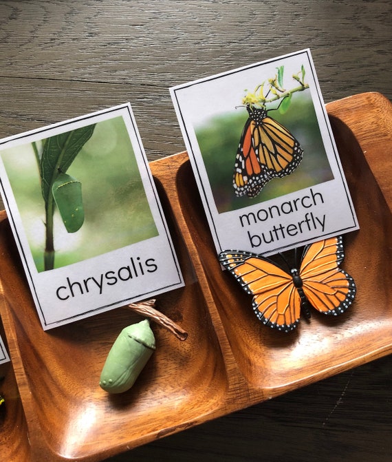 Monarch Butterfly Life Cycle  Safari LTD Identification Cards