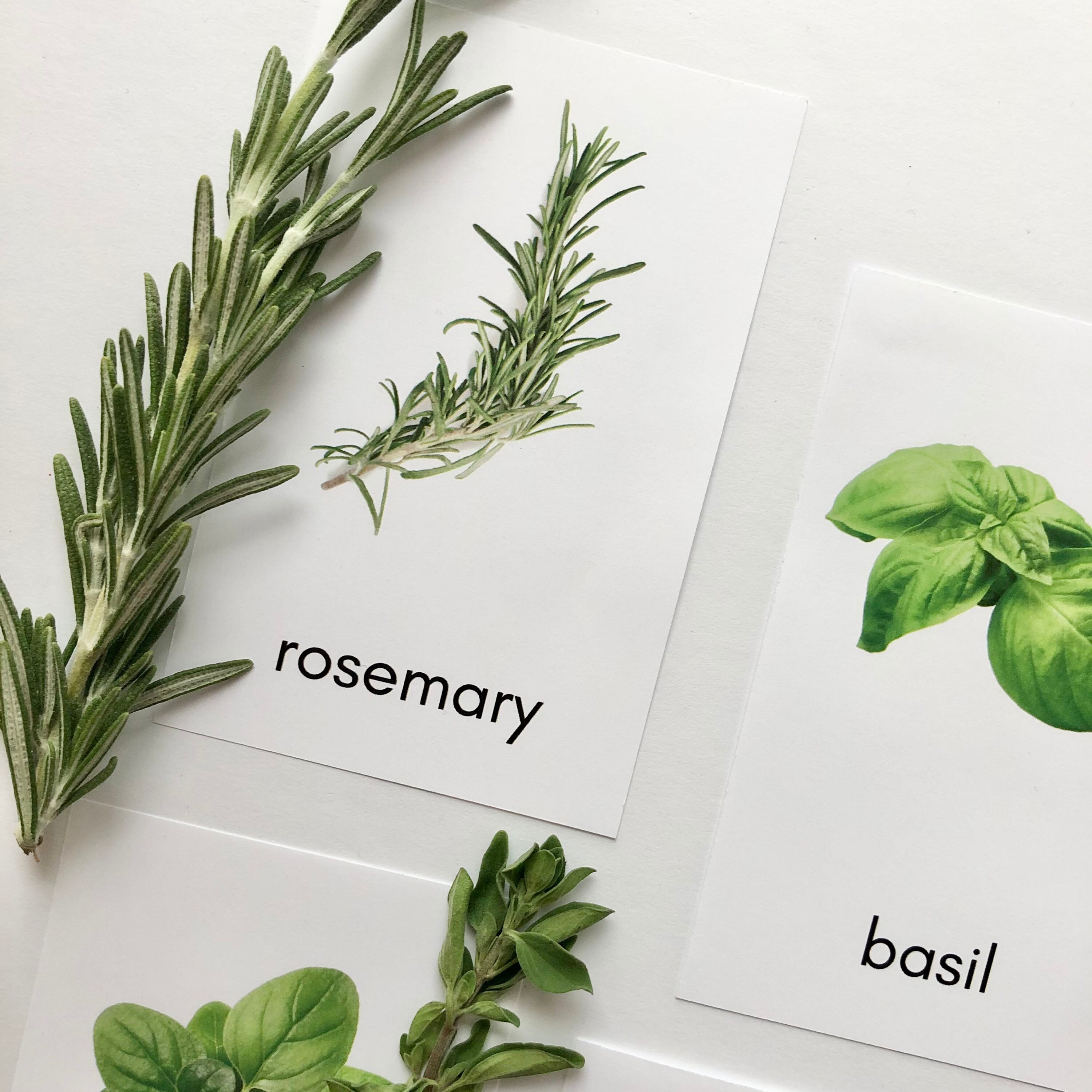 Fresh Herb Identification Photograph Cards Etsy
