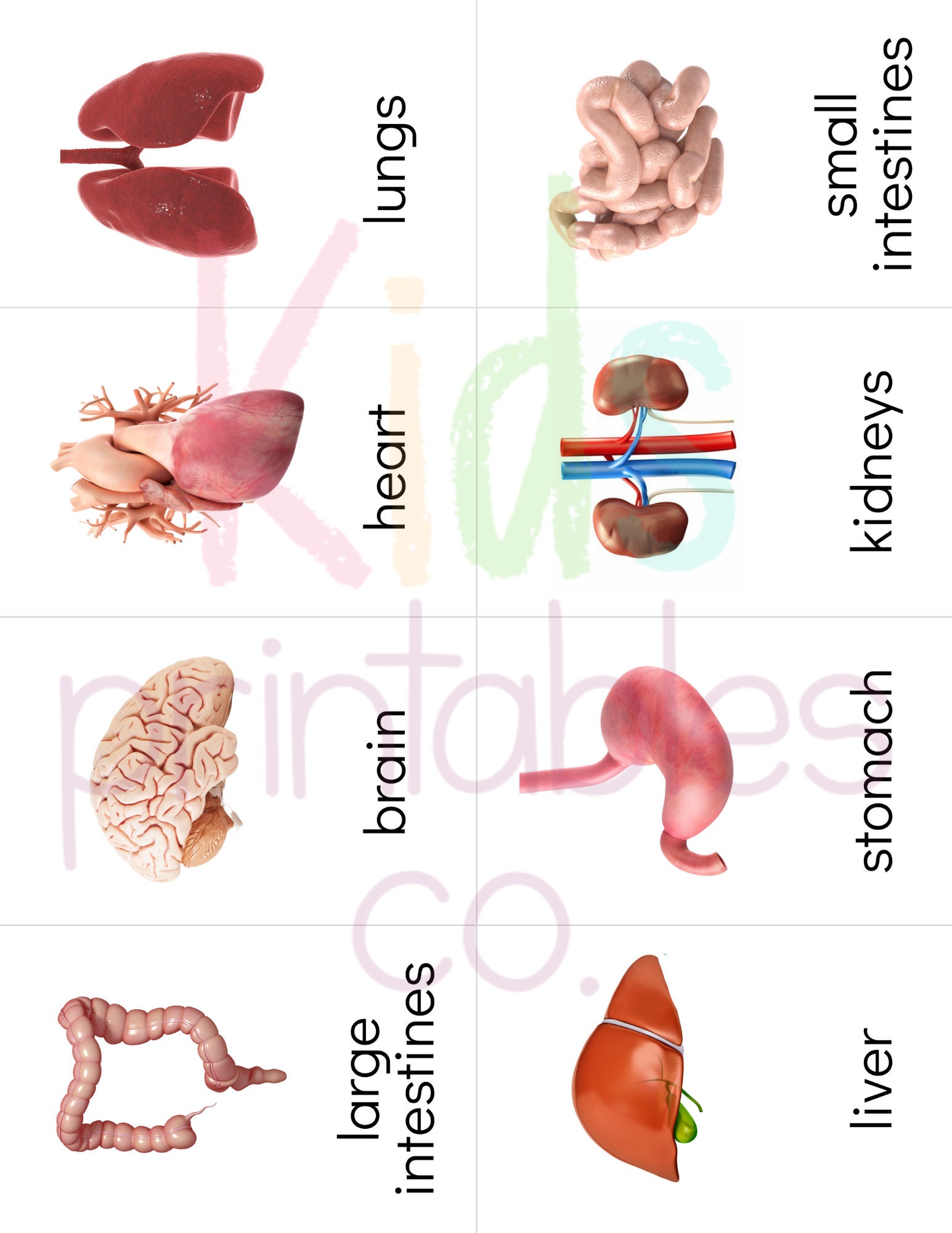 Human Organs Toob Safari LTD Identification Cards Etsy