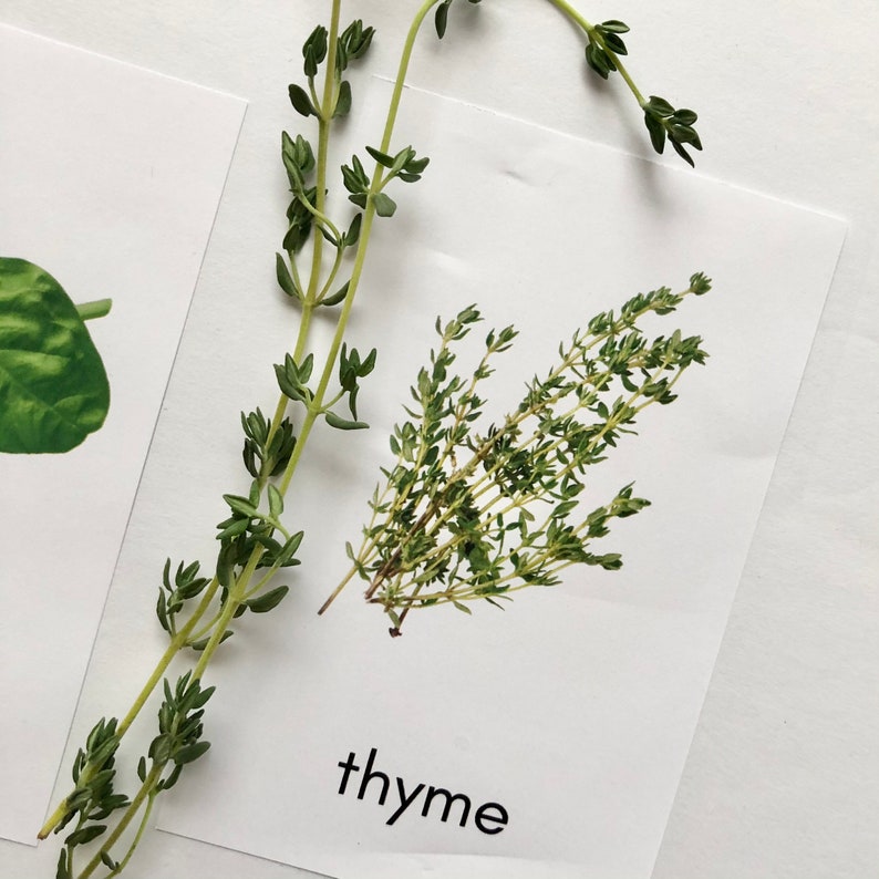 Fresh Herb Identification Photograph Cards Etsy