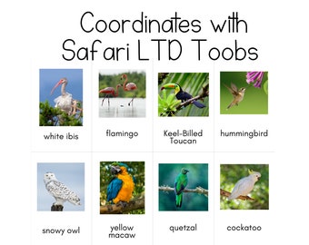 Exotische Vögel Toob - Safari LTD Identifikationskarten