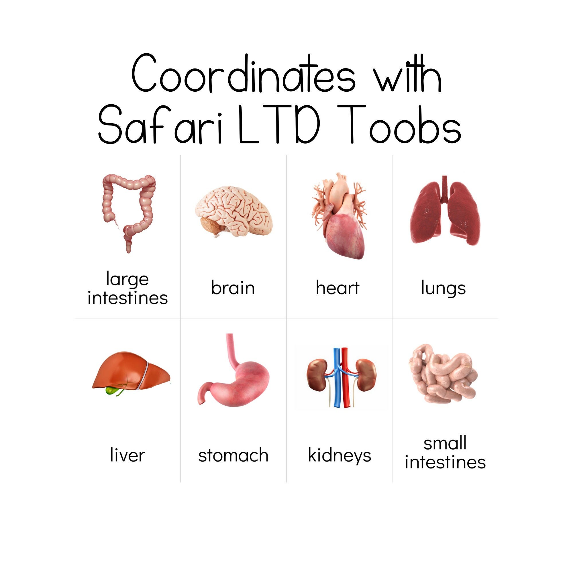 Human Organs Toob - Safari LTD Identification Cards
