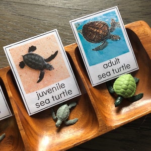 Levenscyclus van groene zeeschildpadden - Safari LTD-identificatiekaarten