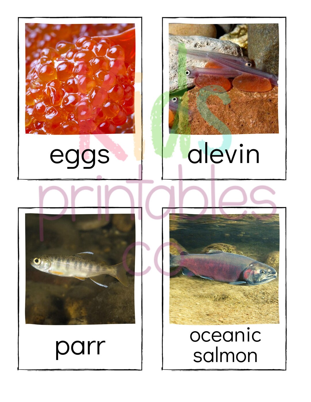 Salmon Life Cycle Safari LTD Identification Cards Etsy