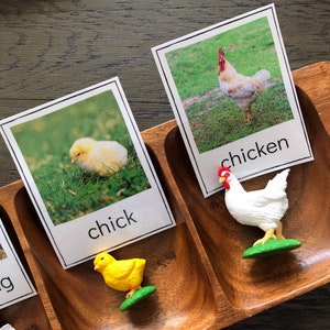 Ciclo de vida del pollo - Tarjetas de identificación Safari LTD