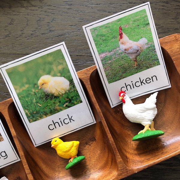 Chicken Life Cycle - Safari LTD Identification Cards