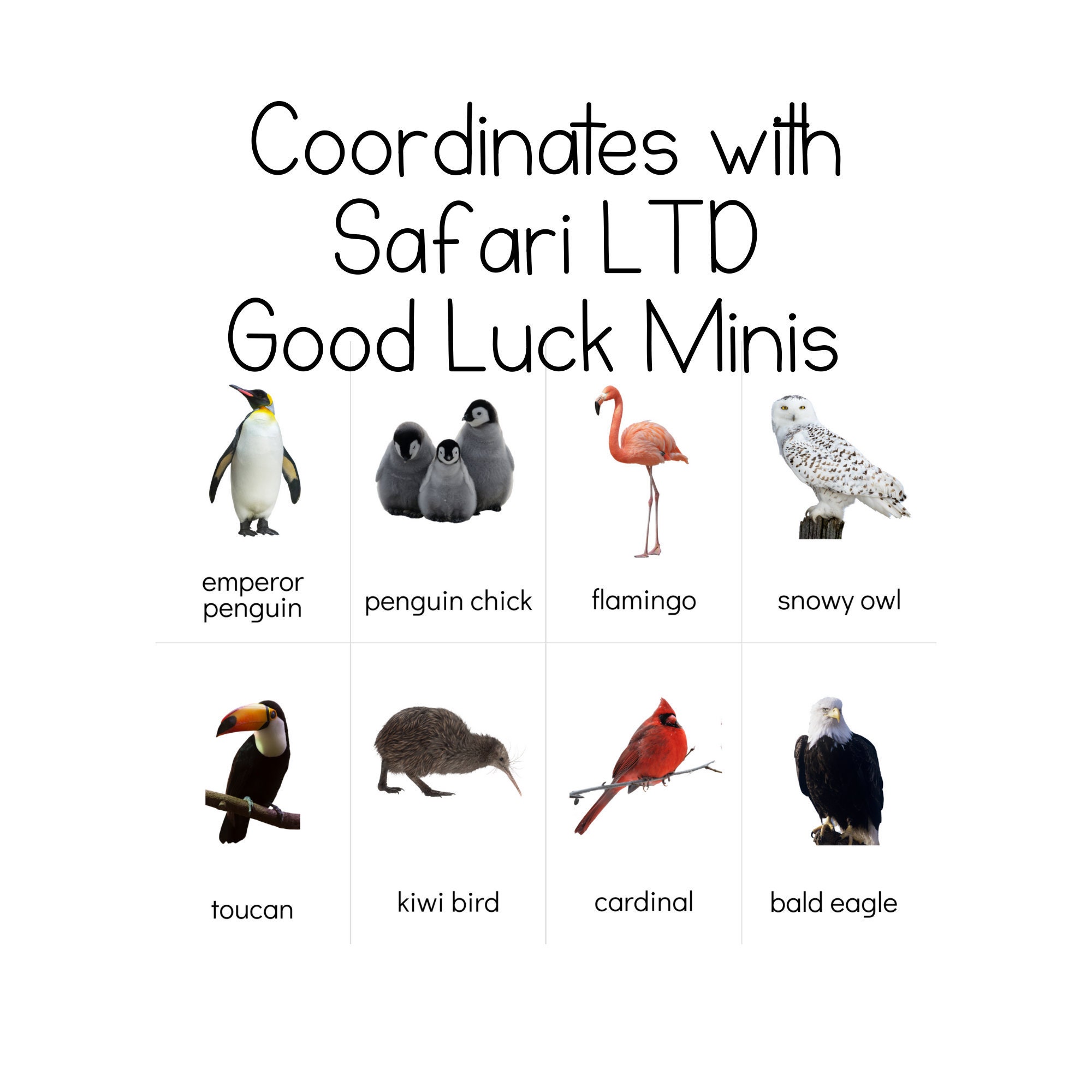 Birds 'fun Pack' - Safari LTD Identification Cards- Good Luck