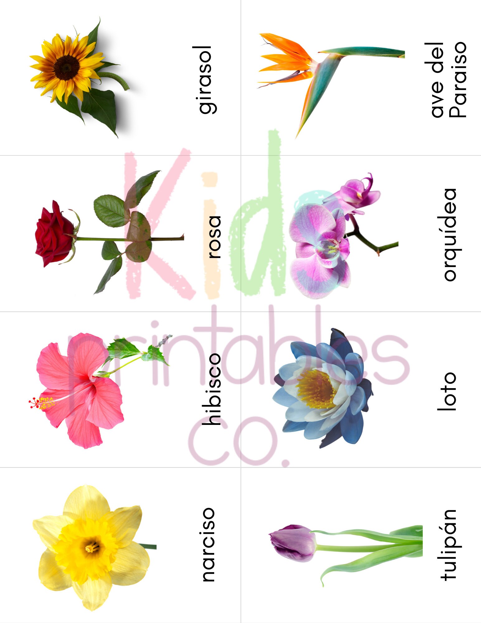 SPANISH Flowers Toob Safari LTD Identification Cards - Etsy