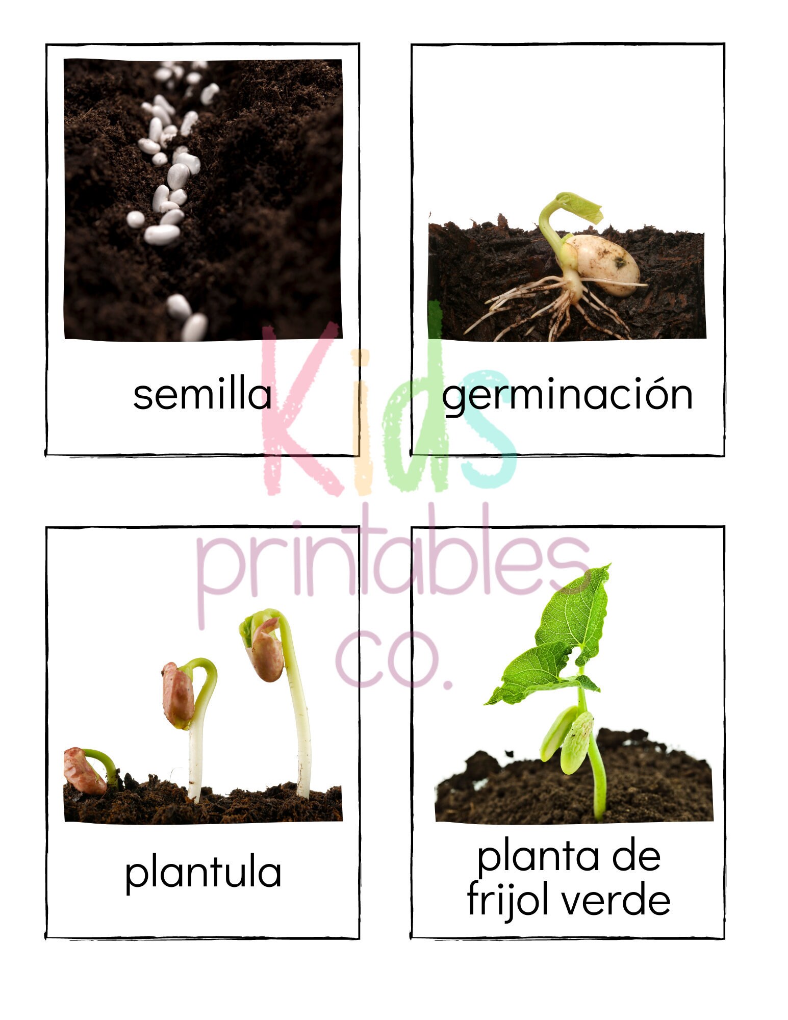 SPANISH Green Bean Life Cycle - Safari LTD Identification Cards