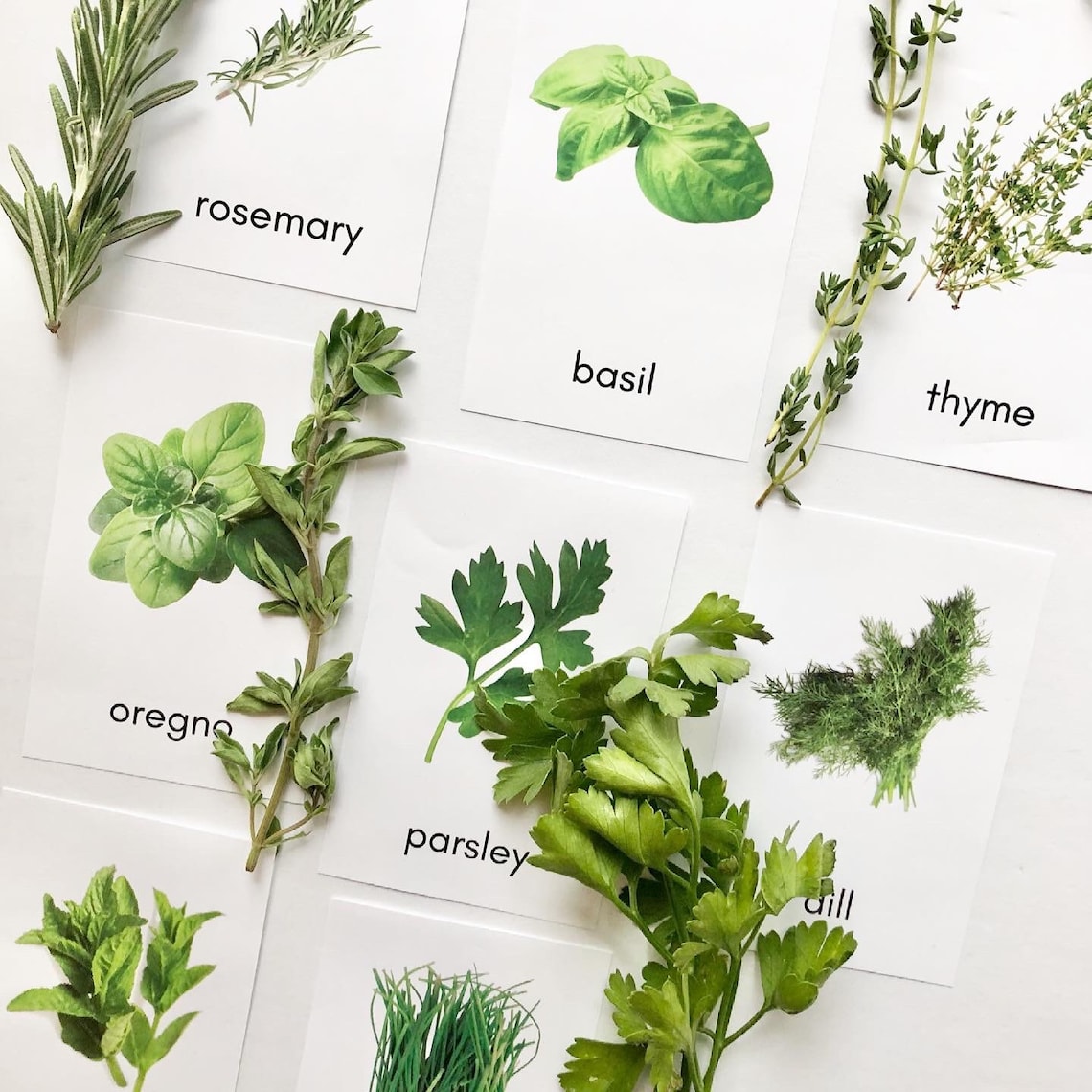 Fresh Herb Identification Photograph Cards Etsy Israel