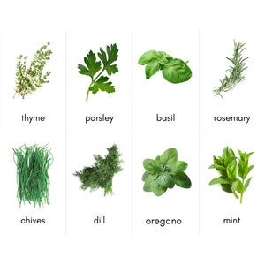Cartes photographiques d'identification d'herbes fraîches
