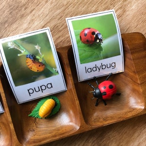 Ciclo di vita della coccinella - Schede identificative Safari LTD