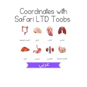 ARABIC - Human Organs Toob - Safari LTD Identification Cards