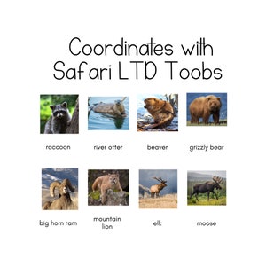 Faune d'Amérique du Nord Toob - Safari LTD Cartes d'identité