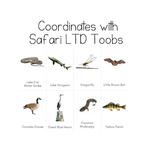 Great Lakes Toob - Cartes d'identification Safari LTD