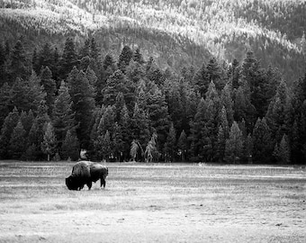 Lone One 1/4