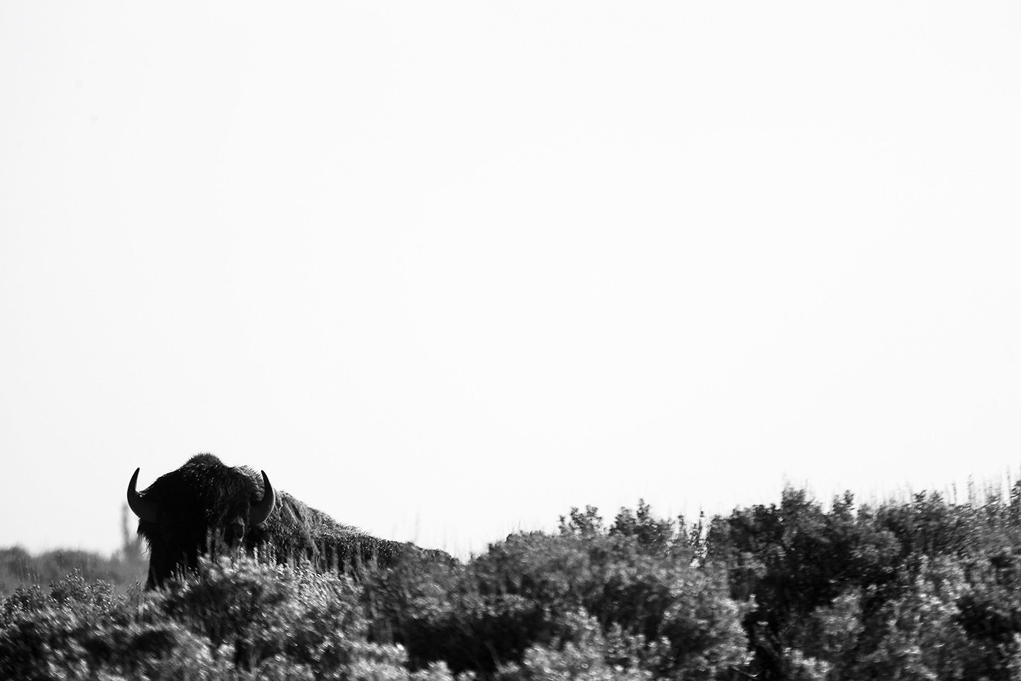 Western Play 4/4