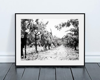 DIGITAL DOWNLOAD [ 1 Digital Print] &#39;Untitled Vineyard&#39; from the &#39;Meritage&#39; Series