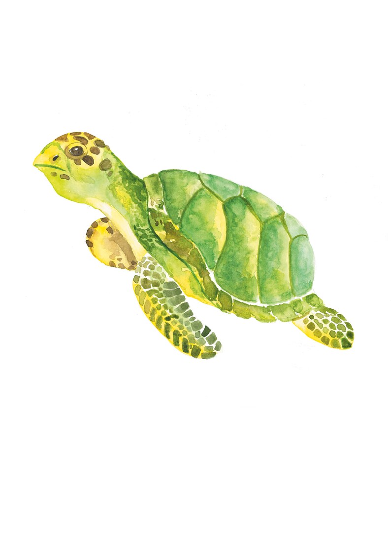 Handmade watercolour painting by Maureen Marble. Digital print Watercolor Turtle