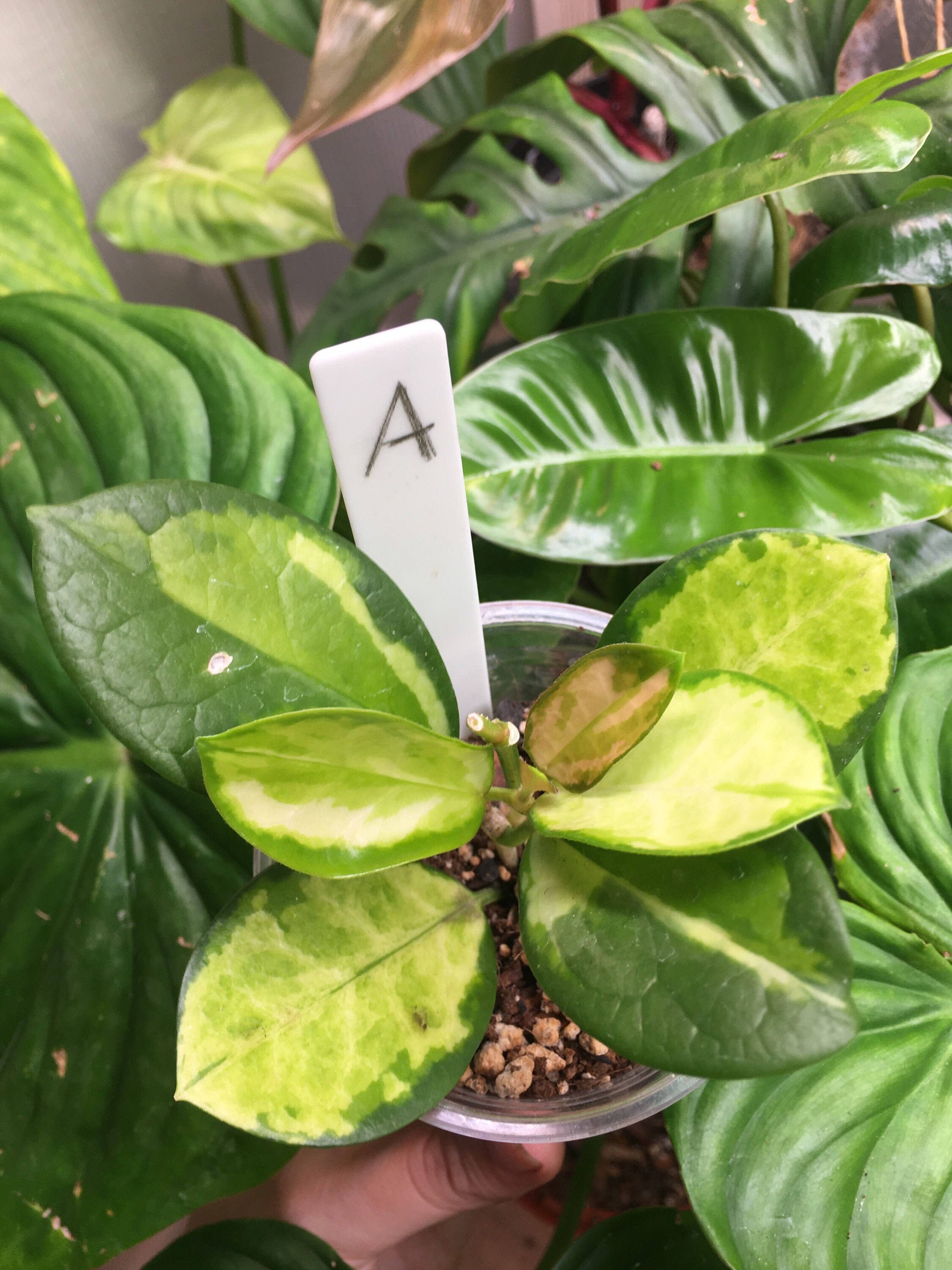 Hoya Australis Lisa Rooted 3 Pot Actual Plants Etsy