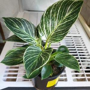 Philodendron Birkin Ultra Rare Live Plant 6 Pot Etsy