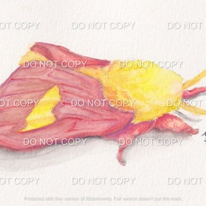 Rosy Maple Moth